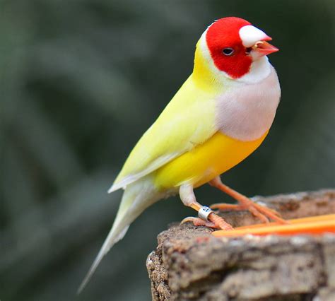 4 month warranty. . Finches for sale near me